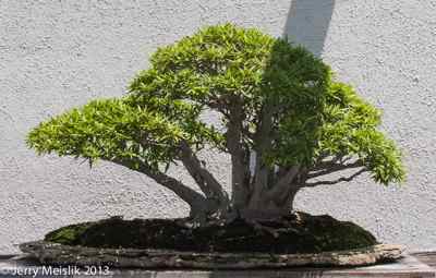 Ficus salicaria